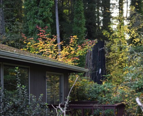 premium shingle options for pacific northwest homes