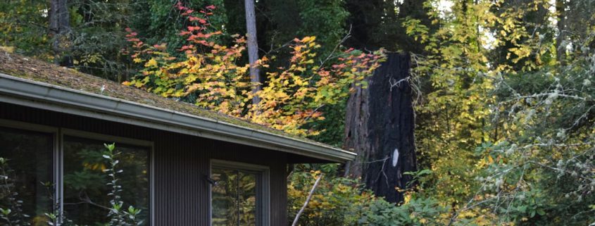 premium shingle options for pacific northwest homes