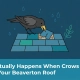 What Actually Happens When Crows Peck at Your Beaverton Roof — featured image
