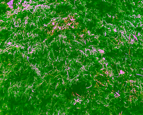 moss and algae on Pacific Northwest roof