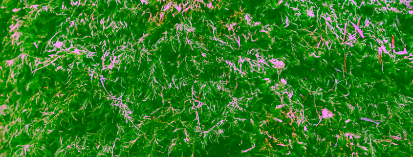 moss and algae on Pacific Northwest roof