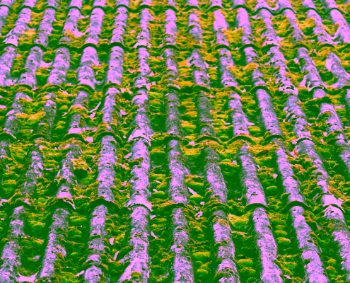moss covered roof shingles Pacific Northwest Beaverton Oregon