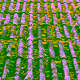 moss covered roof shingles Pacific Northwest Beaverton Oregon