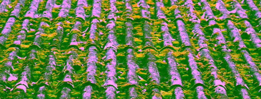 moss covered roof shingles Pacific Northwest Beaverton Oregon
