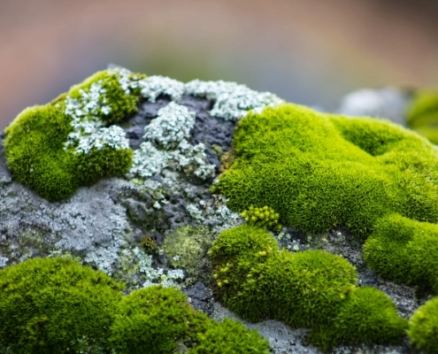 how moss and algae thrive in pacific northwest weather