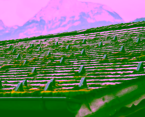 moss covered roof shingles Pacific Northwest